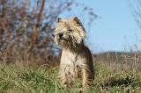 CAIRN TERRIER 329